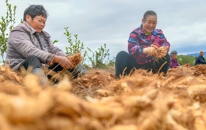 湖南道縣：采收玉竹